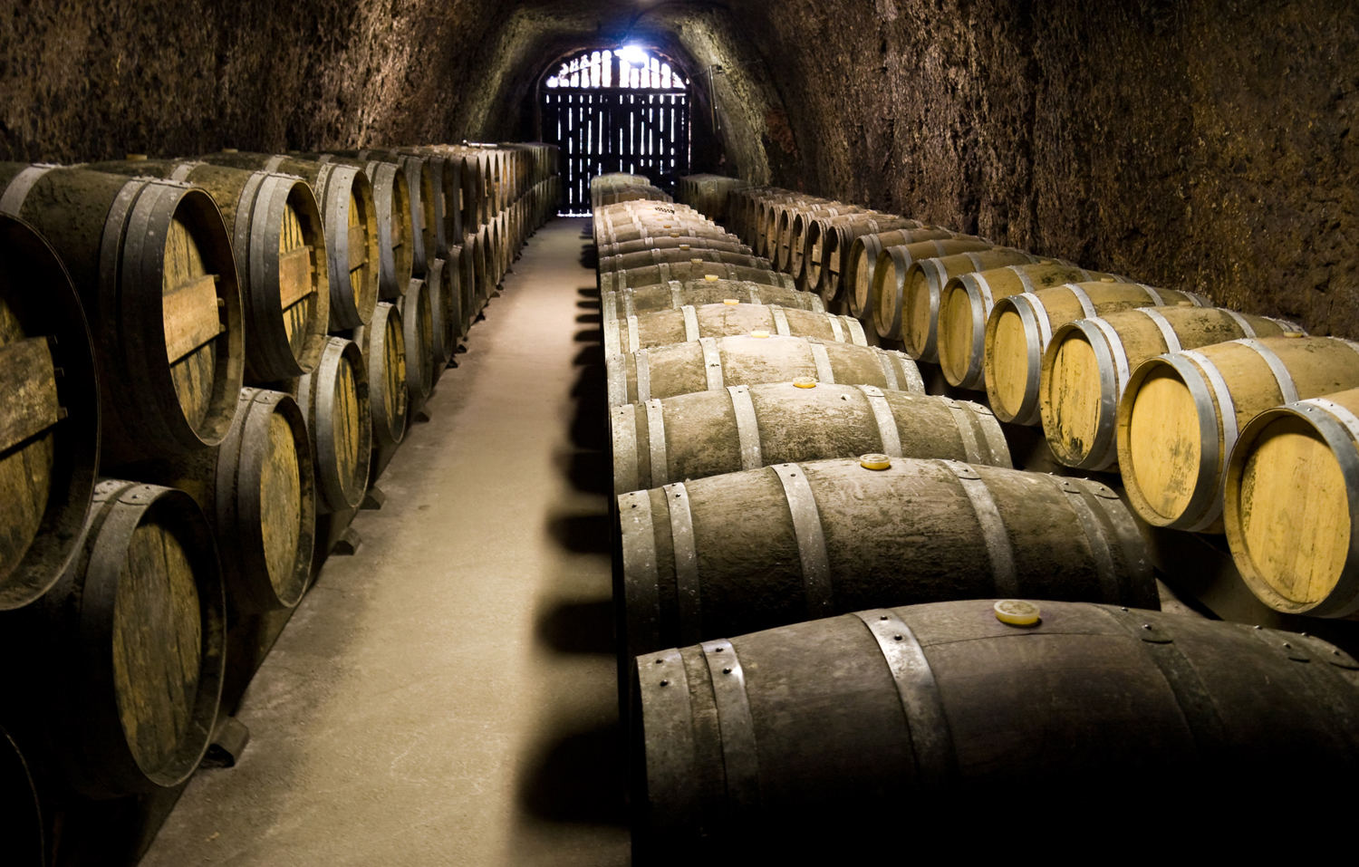 Wine barrels in cellar. Wide angle view.